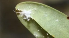 Boj proti mírnějšímu postižení v orchidejí